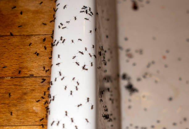 Best Ant Control Services  in Mayfield Heights, OH